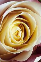 Rose flower macro photo