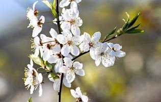 Blossoming  apple tree