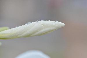white  Plumeria photo