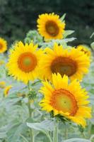 Sunflowers in the Field photo