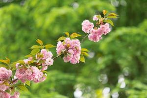 Pink cherry blossoms against a green leaves photo