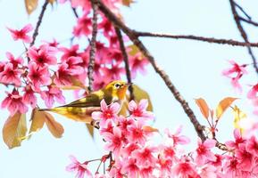 pájaro de ojos blancos en ramita de flor de cerezo rosa (sakura) foto