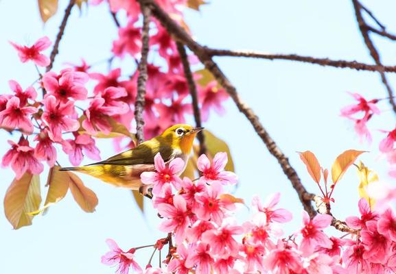 Cherry Blossom Bird Stock Photos, Images and Backgrounds for Free Download