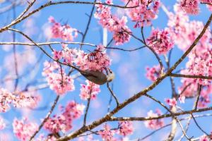 White-headed Bulbul bird  on twig of sakura photo