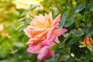 hermosa rosa rosa en un jardín