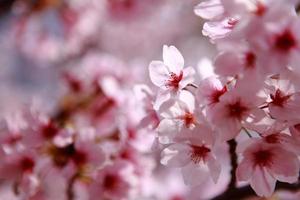 hermosa flor de cerezo rosa rodada en japón foto