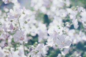 Floral blurred background, spring white flowers defocused photo