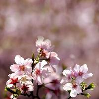 Cherry blossoms, Wuling Farm, Taiwan photo
