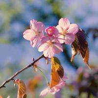 flores de sakura.