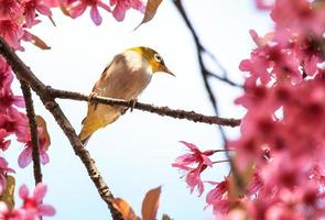 white-eye bird on twig of pink cherry blossom (sakura) photo