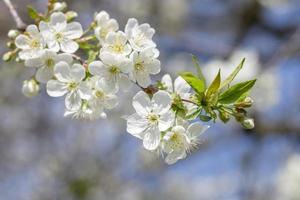 Blossoming cherry tree photo