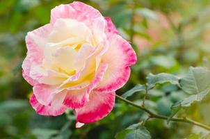 beautiful pink rose in a garden photo