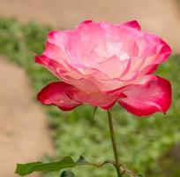 pink rose in a garden photo
