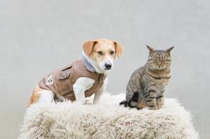 gato y perro foto