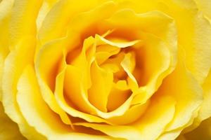 closeup of beautiful yellow rose photo