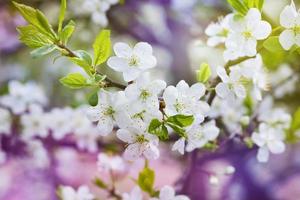rama de cerezo en flor, hermosas flores de primavera para fondo vintage foto