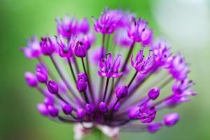 Single allium flower with bright violet head on a garden