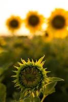 Sunflower bud on the sunset photo
