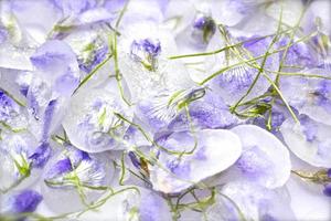 Flores violetas confitadas con tallo sobre fondo blanco. foto