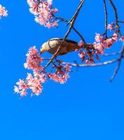 pájaro bulbul de cabeza blanca en la ramita de sakura foto