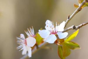 flores de cerezo de cera en flor foto
