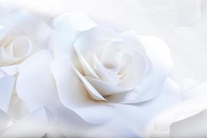 hermosas rosas sobre fondo blanco. foto