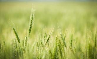 verde, primavera, campo de trigo foto