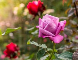 hermosa rosa violeta en un jardín foto
