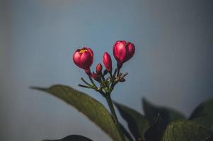 Red flower with green leaves photo