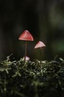 Red and white mushroom  photo