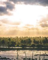 Coconut and palm trees photo