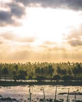 Coconut and palm trees photo