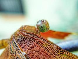 Close-up of a dragonfly photo