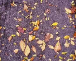 Fall leaves on pavement photo