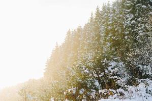 árboles cubiertos de nieve a la luz del sol foto