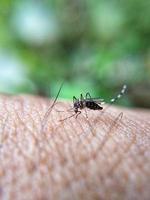 Close-up of mosquito on skin photo