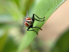 Fly on green leaf photo