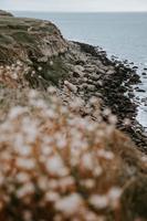 Seashore with stones and flowers near sea photo