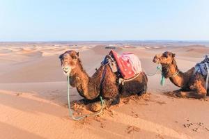 camellos con sillas de montar foto