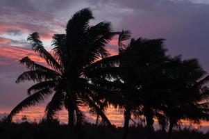 Coconut Tree in Aitutaki Lagoon Cook Islands