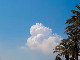 clouds and palm trees photo