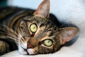 Egyptian Mau cat - big eyes photo