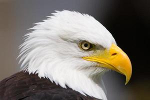 Proud Eagle photo