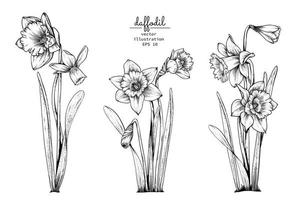 Daffodil or Narcissus flower set vector