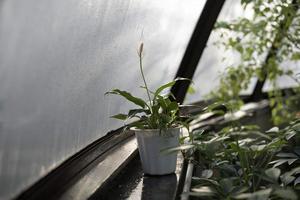 Potted white peace lily in greenhouse photo