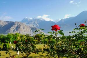 Blooming red roses  photo