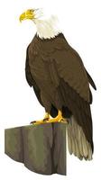Bald Eagle Perched on Rock vector