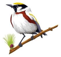 Detailed Bird Perching on Branch vector