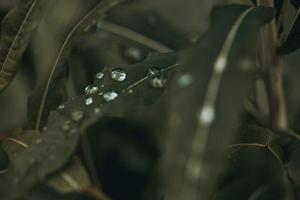 Water drops on leaf photo