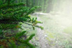 Close-up of a pine tree photo